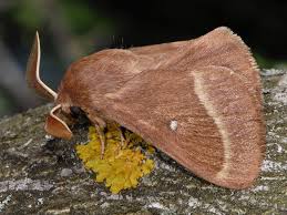 Attēlu rezultāti vaicājumam “Lasiocampa trifolii male”