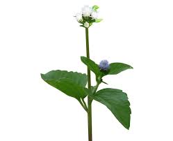 Image result for Ageratum conyzoides
