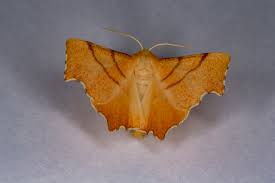 Attēlu rezultāti vaicājumam “Ennomos erosaria”