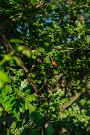 Attēlu rezultāti vaicājumam “Crataegus laevigata leaf”