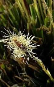 Attēlu rezultāti vaicājumam “Carex caryophyllea flower”