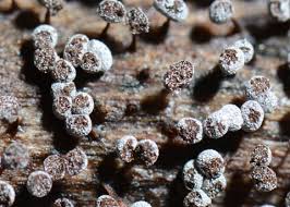 Attēlu rezultāti vaicājumam “myxomicetes”