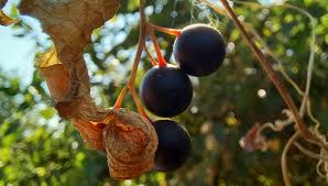 Attēlu rezultāti vaicājumam “Bryonia alba fruit”