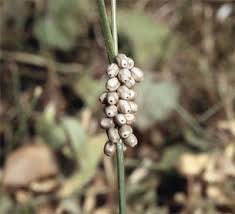 Attēlu rezultāti vaicājumam “Macrothylacia rubi larva”