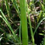 Attēlu rezultāti vaicājumam “Sium latifolium fruit”