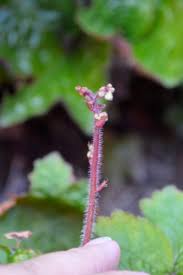 Image result for HEUCHERA americana 'Palace Purple Auslese'