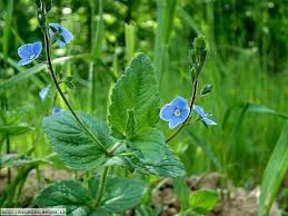 Attēlu rezultāti vaicājumam “Veronica chamaedrys bud”