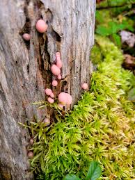 Attēlu rezultāti vaicājumam “Lycogala miserum sessile”