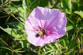 Attēlu rezultāti vaicājumam “Convolvulaceae”