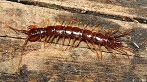 Attēlu rezultāti vaicājumam “Lithobius forficatus”