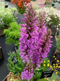 Attēlu rezultāti vaicājumam “Dactylorhiza maculata bud”