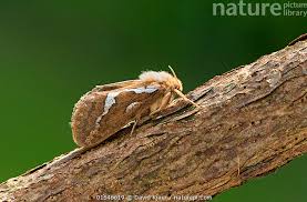 Attēlu rezultāti vaicājumam “Hepialus lupulinus”