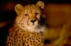 Attēlu rezultāti vaicājumam “Carnivora”