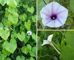 Image result for Ipomoea Lavender