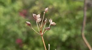 Attēlu rezultāti vaicājumam “Thalictrum minus”