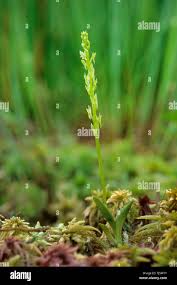 Attēlu rezultāti vaicājumam “Hammarbya paludosa”