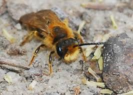 Attēlu rezultāti vaicājumam “Andrena”