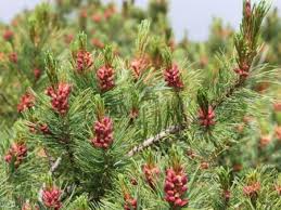 Attēlu rezultāti vaicājumam “Pinus pumila male flower”