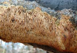 Attēlu rezultāti vaicājumam “Sarcodontia crocea”