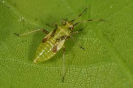 Attēlu rezultāti vaicājumam “Dryophilocoris flavoquadrimaculatus”