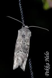 Attēlu rezultāti vaicājumam “Lithomoia solidaginis”