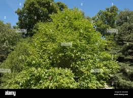 Attēlu rezultāti vaicājumam “Juglans x sinensis leaf”