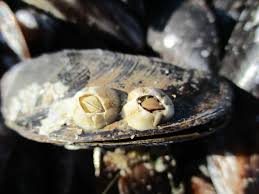 Attēlu rezultāti vaicājumam “Balanus improvisus”