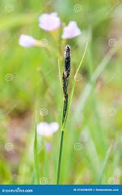 Attēlu rezultāti vaicājumam “Carex hartmanii”