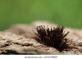 Attēlu rezultāti vaicājumam “Stemonitis marjana macro”