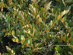 Attēlu rezultāti vaicājumam “Chamaedaphne calyculata leaf”