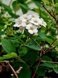 Attēlu rezultāti vaicājumam “Spiraea chamaedryfolia”
