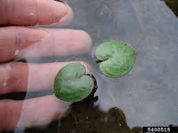 Attēlu rezultāti vaicājumam “Spongia”