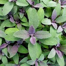 Image result for Salvia officinalis