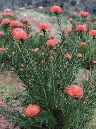Attēlu rezultāti vaicājumam “Jamesoniella autumnalis sporophyte”