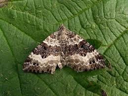 Attēlu rezultāti vaicājumam “Epirrhoe alternata”