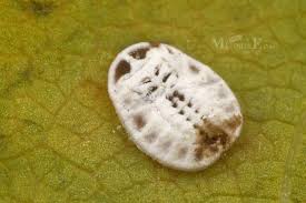 Attēlu rezultāti vaicājumam “Aleurochiton aceris”