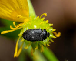 Attēlu rezultāti vaicājumam “Attagenus pellio”