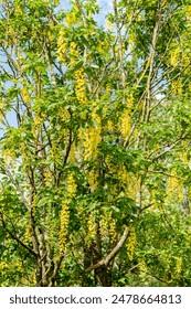 Attēlu rezultāti vaicājumam “Laburnum alpinum leaf”