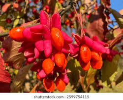 Attēlu rezultāti vaicājumam “Euonymus verrucosus fruit”
