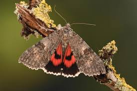 Attēlu rezultāti vaicājumam “Catocala nupta”