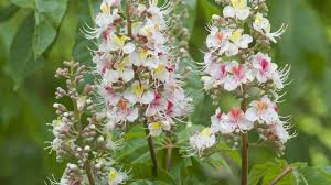 Attēlu rezultāti vaicājumam “Aesculus hippocastanum flower”