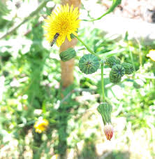 Attēlu rezultāti vaicājumam “Crepis biennis”