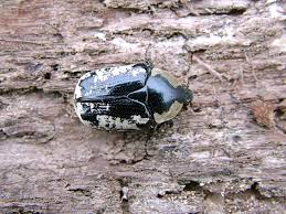 Attēlu rezultāti vaicājumam “Potosia cuprea imago”