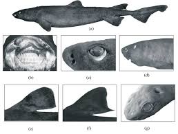 Image result for Dalatias licha