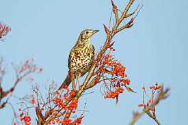 Attēlu rezultāti vaicājumam “Turdus viscivorus adult”