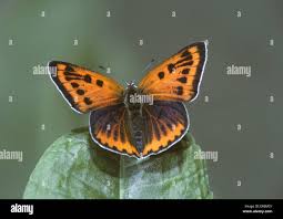 Attēlu rezultāti vaicājumam “Lycaena dispar female”