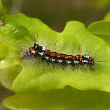 Attēlu rezultāti vaicājumam “Lymantriidae”