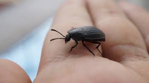 Attēlu rezultāti vaicājumam “Silpha sp.”