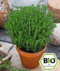 Image result for Thymian
