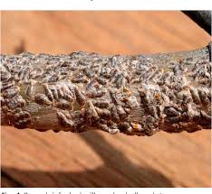 Attēlu rezultāti vaicājumam “Lepidosaphes ulmi imago”